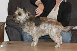 CAIRN TERRIER - BROSSAGE 025